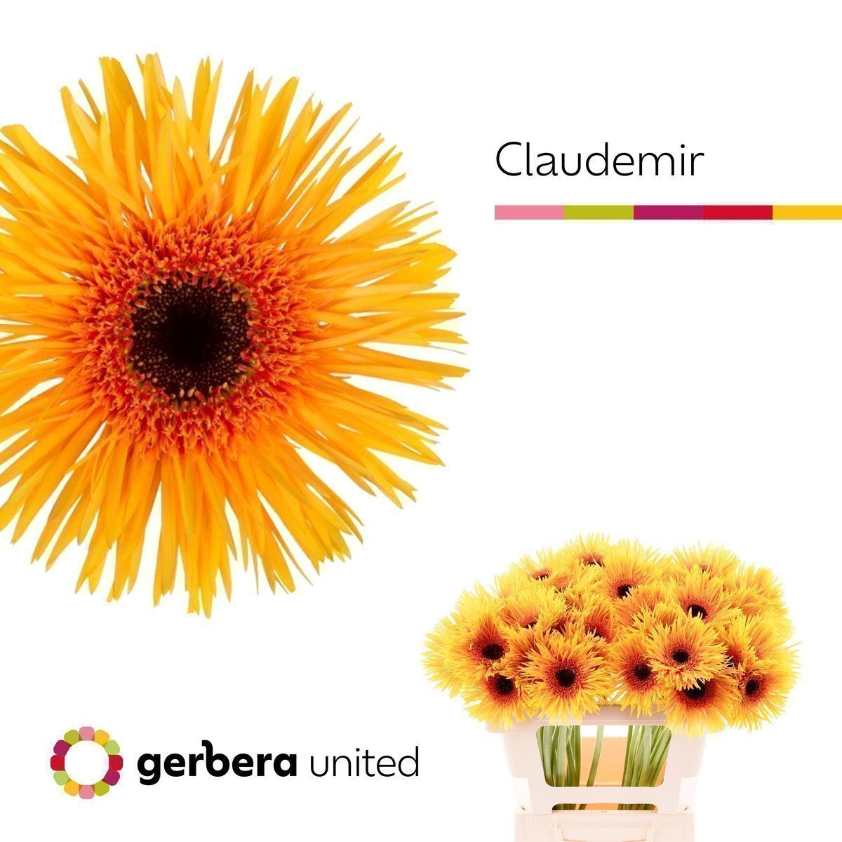 Срезанные цветы оптом Gerbera claudemir от 50шт. из Голландии с доставкой по России