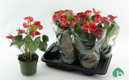 Горшечные цветы и растения оптом Anth An Arebo 4+ от 6шт из Голландии с доставкой по России