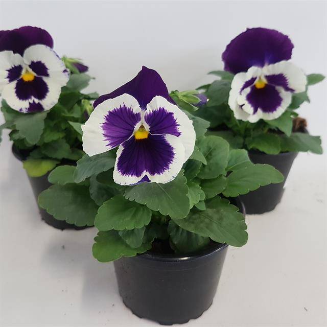 Горшечные цветы и растения оптом Viola Carneval Purple And White от 12шт из Голландии с доставкой по России