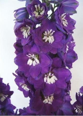 Срезанные цветы оптом Delphinium do purple от 40шт из Голландии с доставкой по России