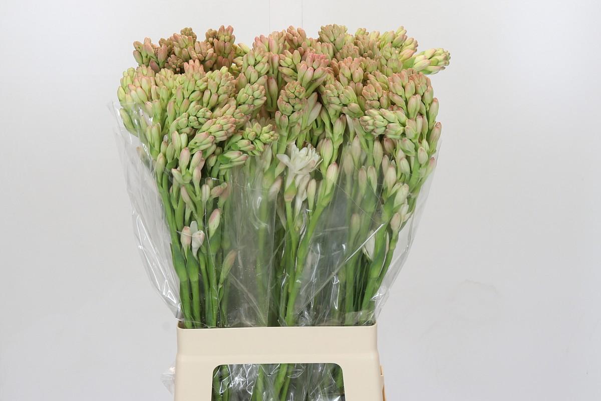 Срезанные цветы оптом Polianthes tuberosa от 80шт из Голландии с доставкой по России