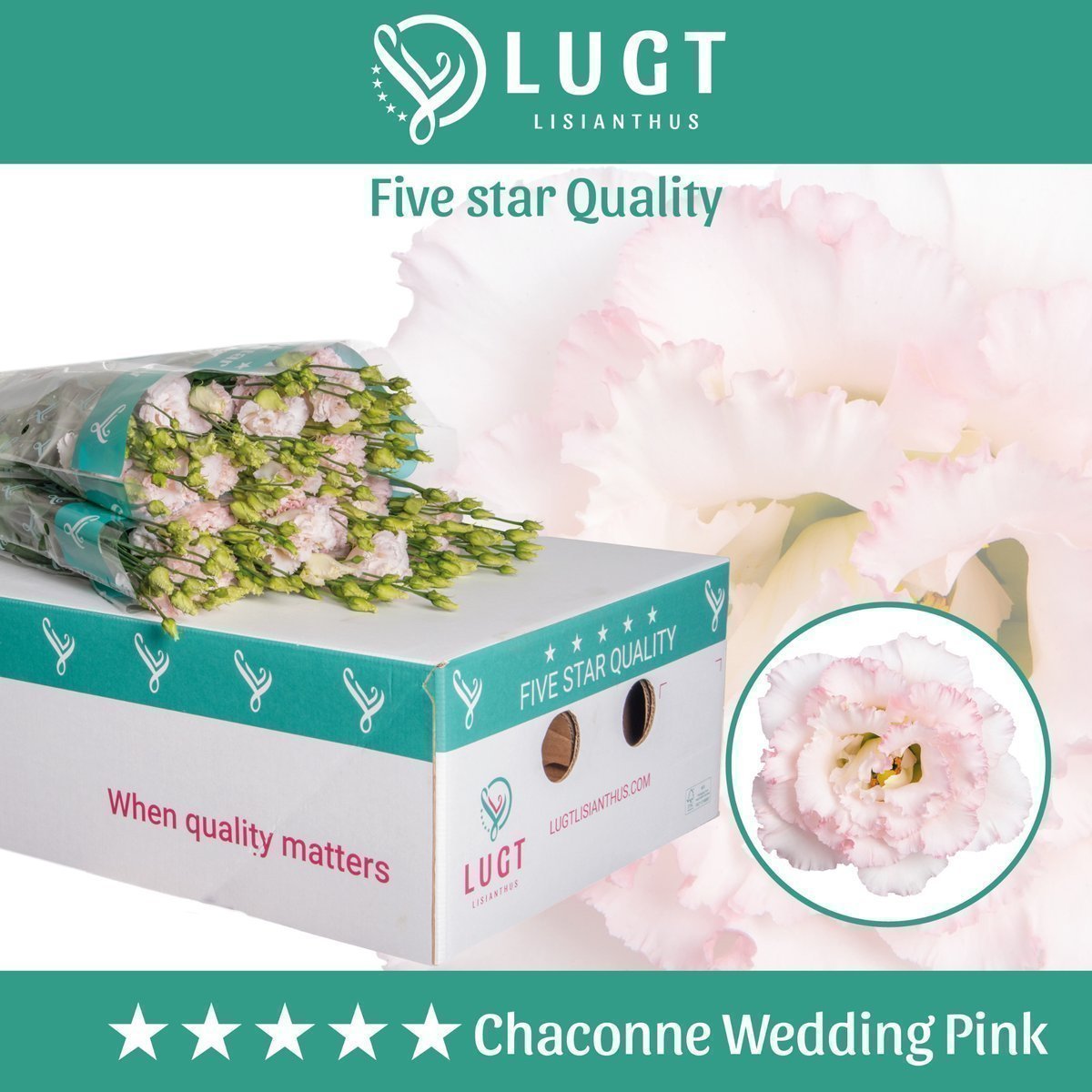 Срезанные цветы оптом Lisianthus do chaconne wedding pink от 140шт из Голландии с доставкой по России