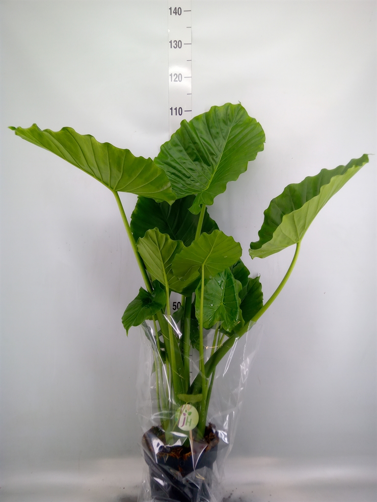 Горшечные цветы и растения оптом Alocasia Gageana от 1шт (для телеги) из Голландии с доставкой по России
