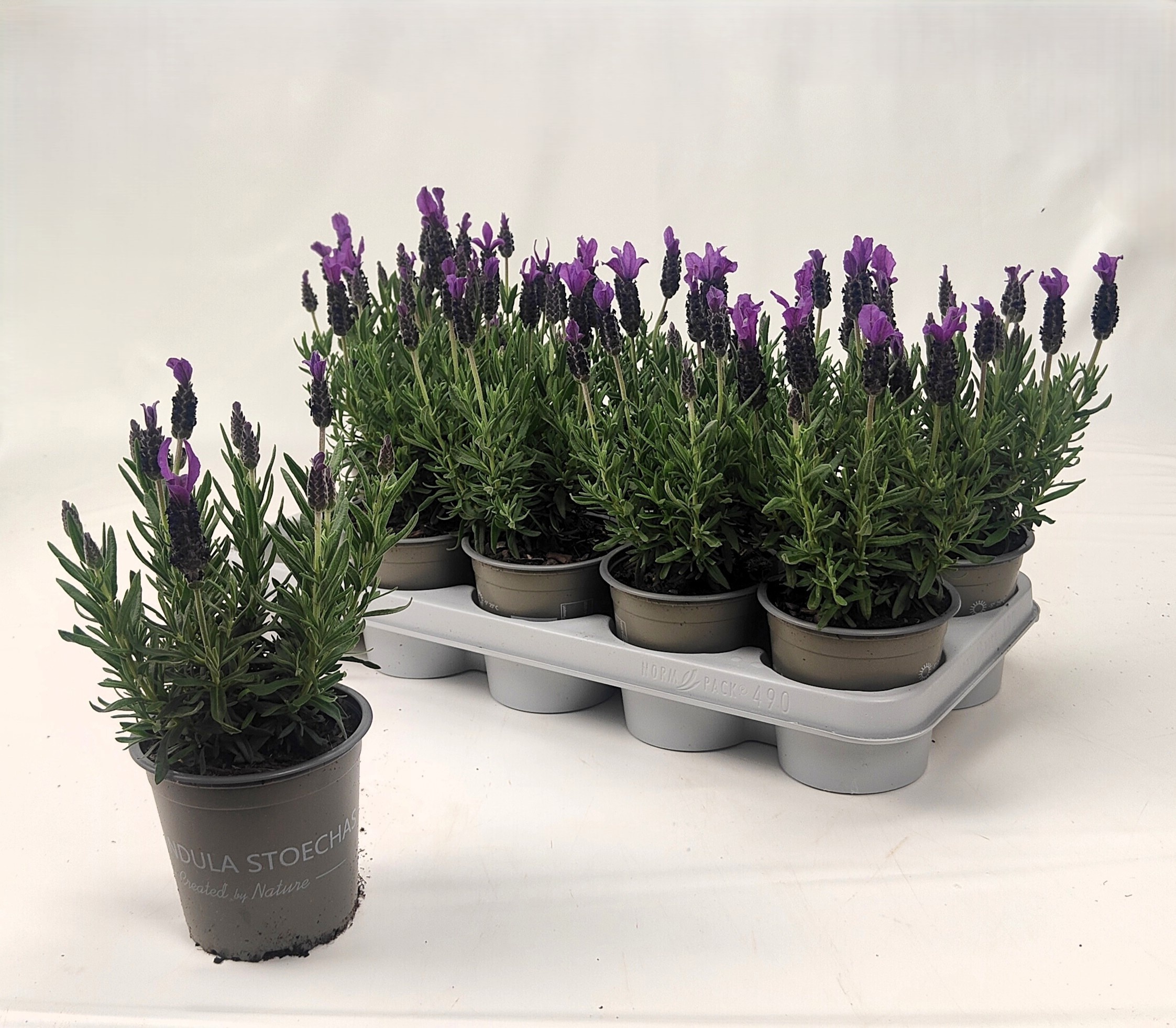 Горшечные цветы и растения оптом Lavan Stoechas от 10шт из Голландии с доставкой по России