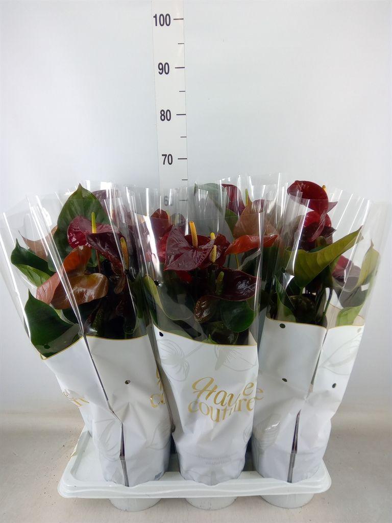 Горшечные цветы и растения оптом Anth An Tranquillo 5+ от 6шт из Голландии с доставкой по России