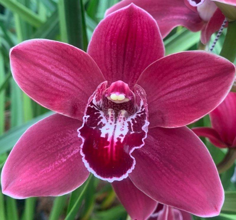 Срезанные цветы оптом Cymbidium red hades от 8шт из Голландии с доставкой по России