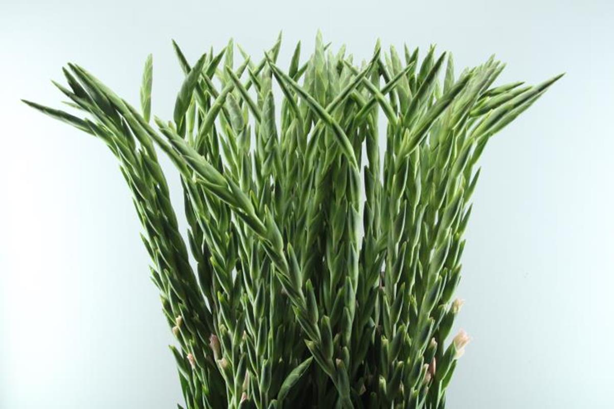 Срезанные цветы оптом Gladiolus la adrenalin от 80шт из Голландии с доставкой по России Срезанные цветы оптом Gladiolus la adrenalin от 80шт из Голландии с доставкой по России