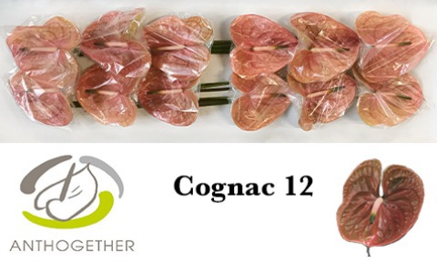 Срезанные цветы оптом Anthurium cognac от 12шт из Голландии с доставкой по России