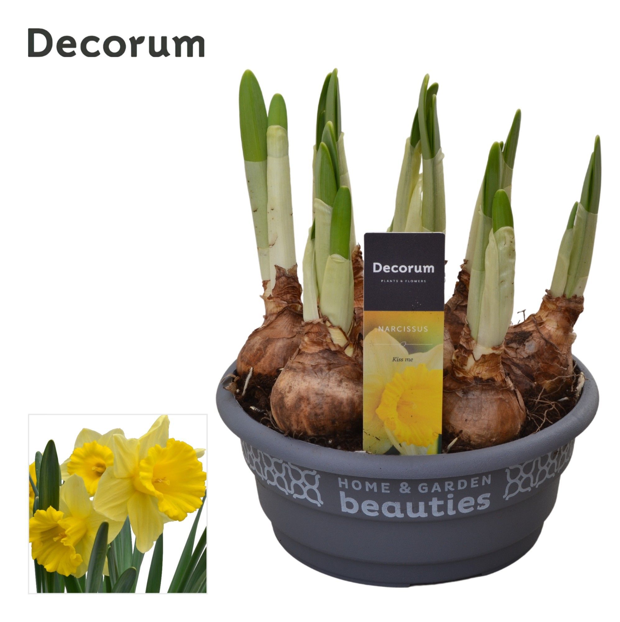 Горшечные цветы и растения оптом Narcissus Kiss Me (decorum) от 7шт из Голландии с доставкой по России