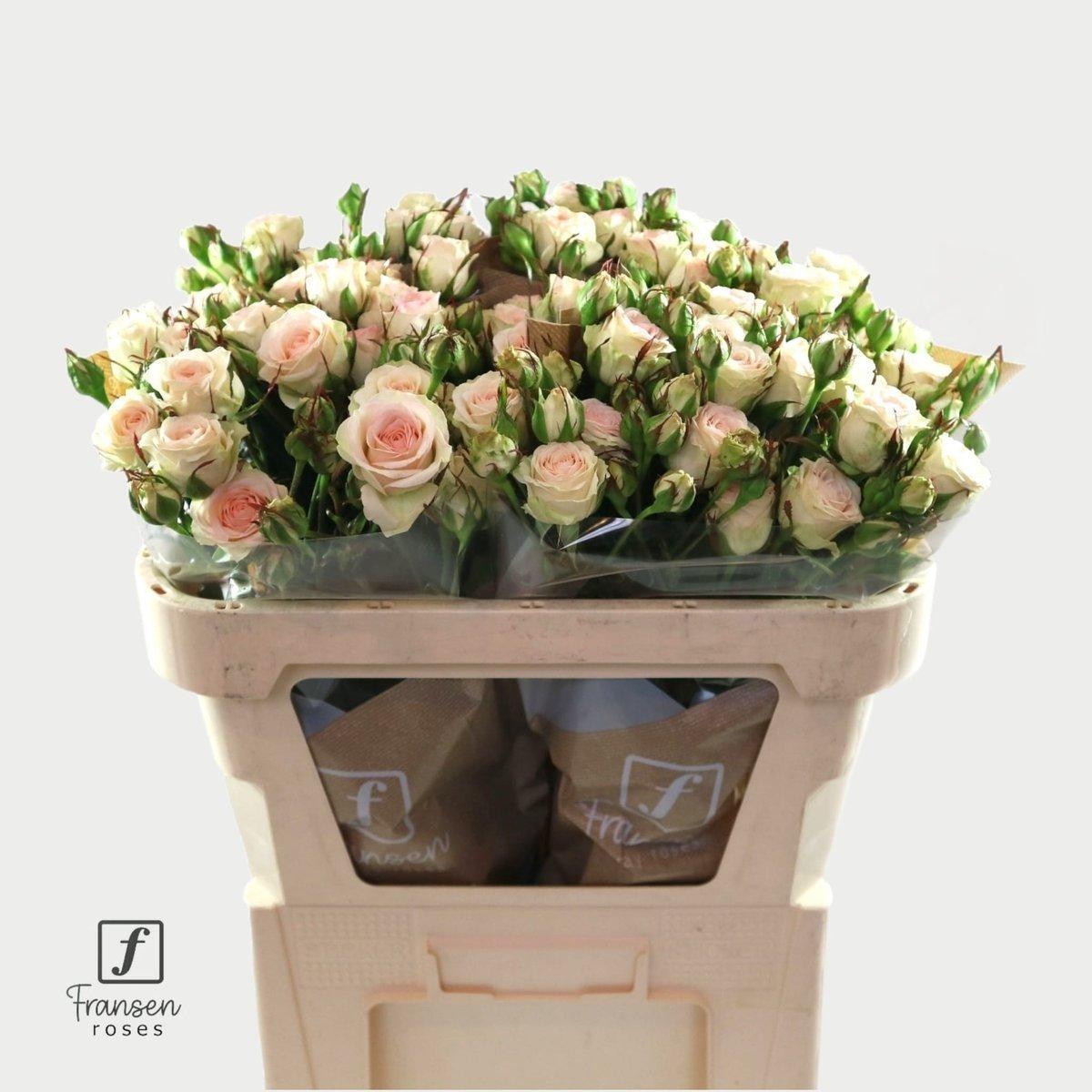 Срезанные цветы оптом Rosa spray pinky promise от 30шт из Голландии с доставкой по России