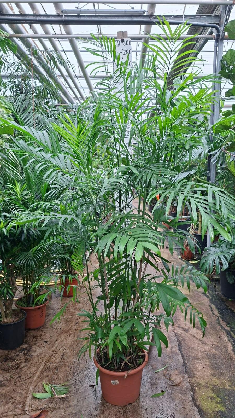 Горшечные цветы и растения оптом Chamaedorea Seifrizii Xl 250 от 1шт из Голландии с доставкой по России