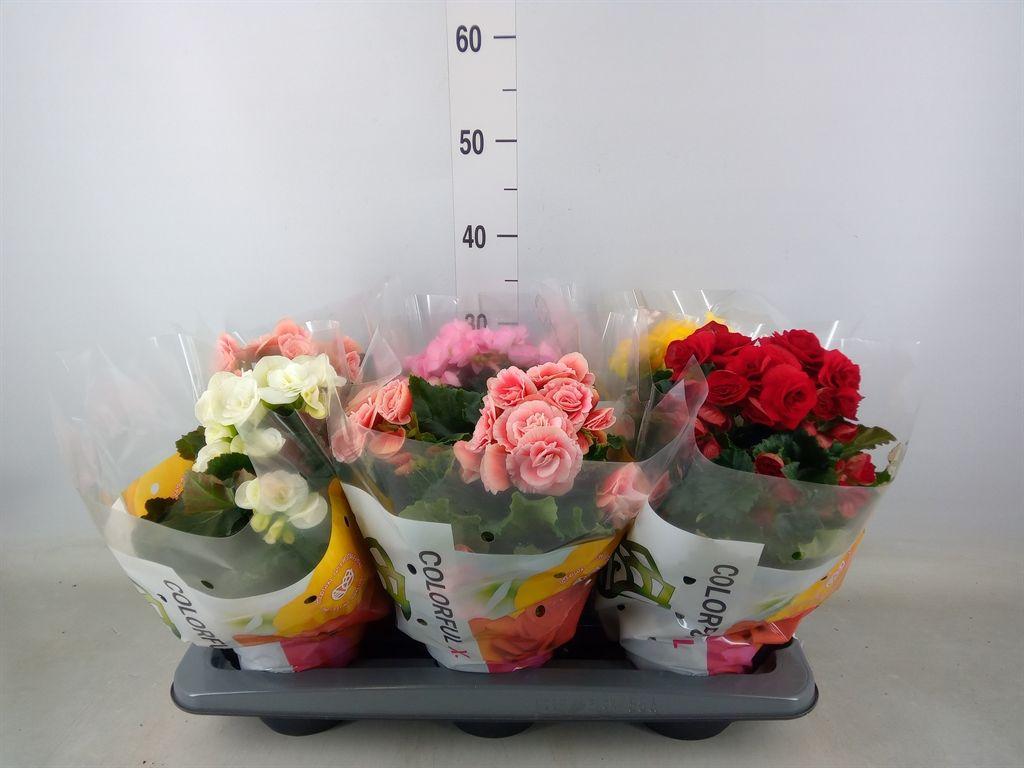 Горшечные цветы и растения оптом Begonia Elat. Du   ...mix от 6шт (для телеги) из Голландии с доставкой по России