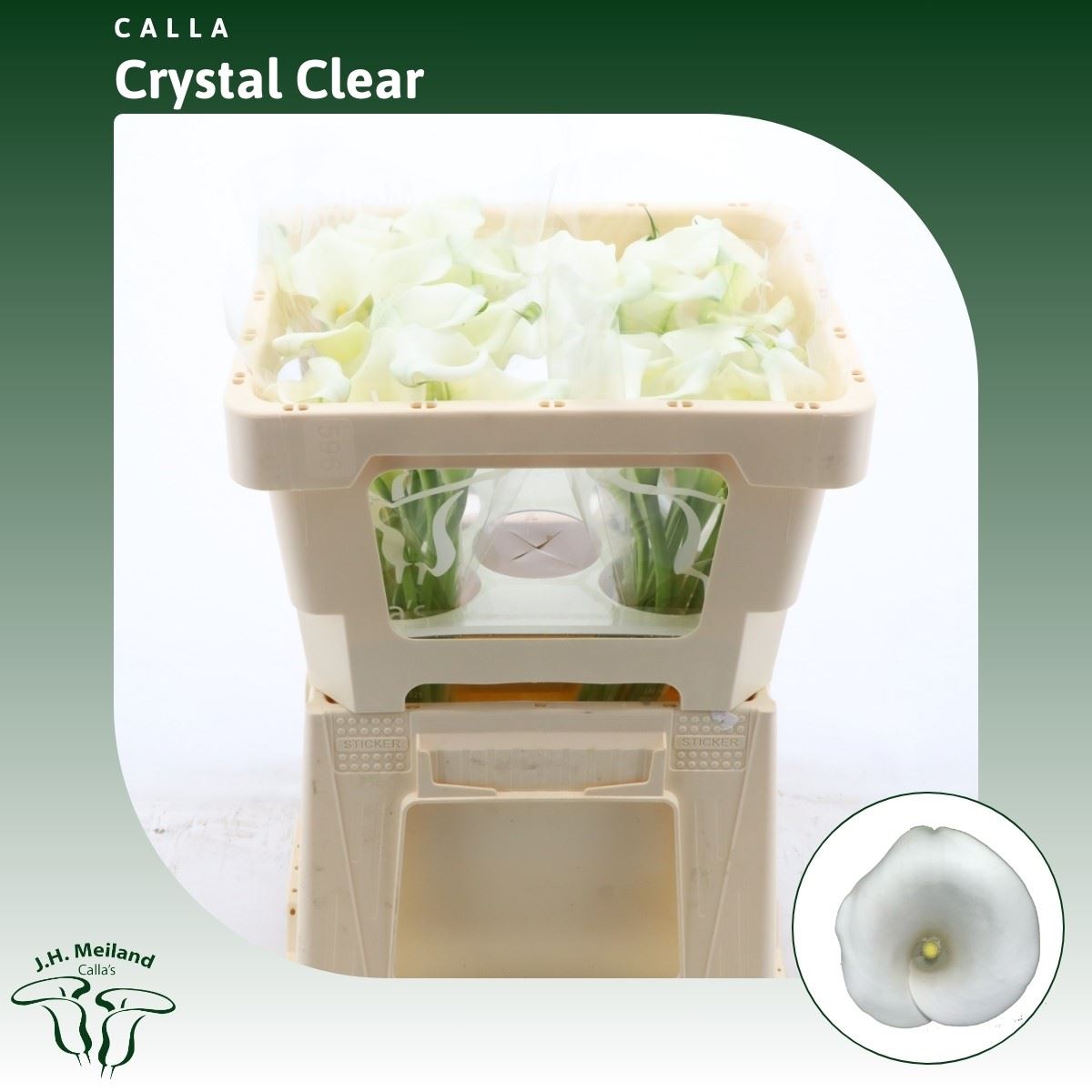 Срезанные цветы оптом Zantedeschia crystal clear от 40шт из Голландии с доставкой по России