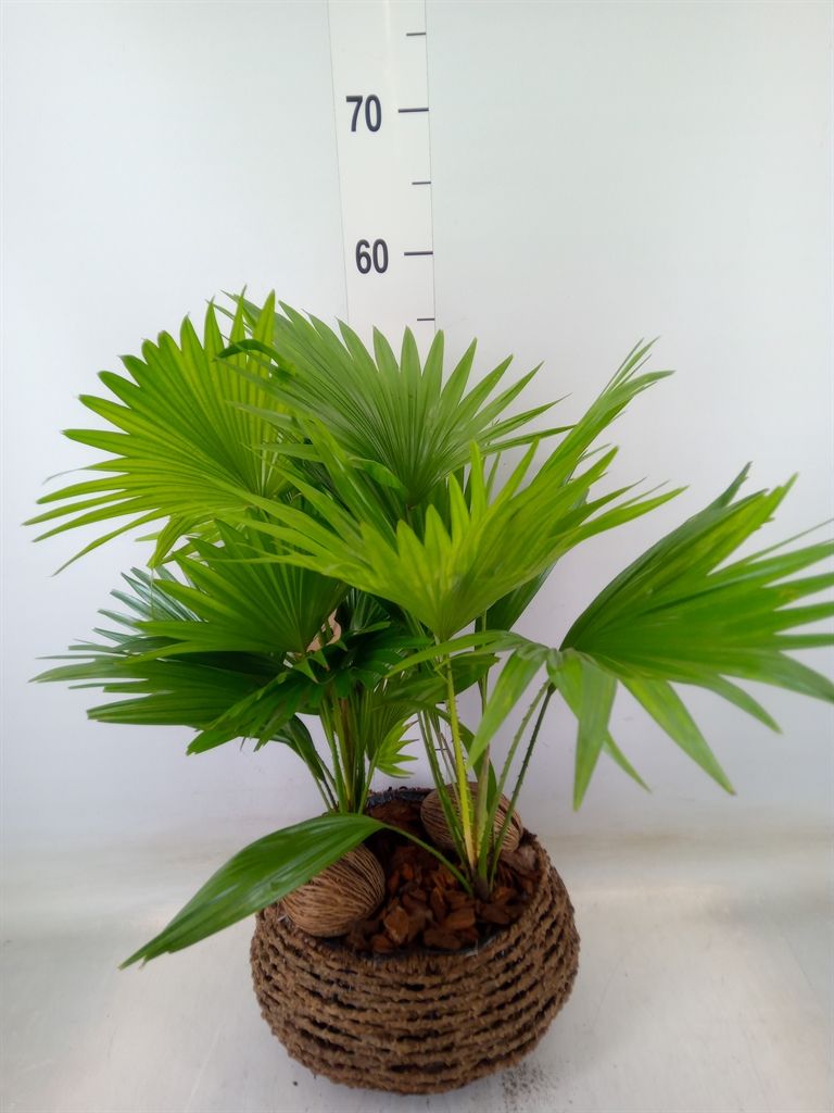 Горшечные цветы и растения оптом Livistona Rotundifolia от 1шт из Голландии с доставкой по России