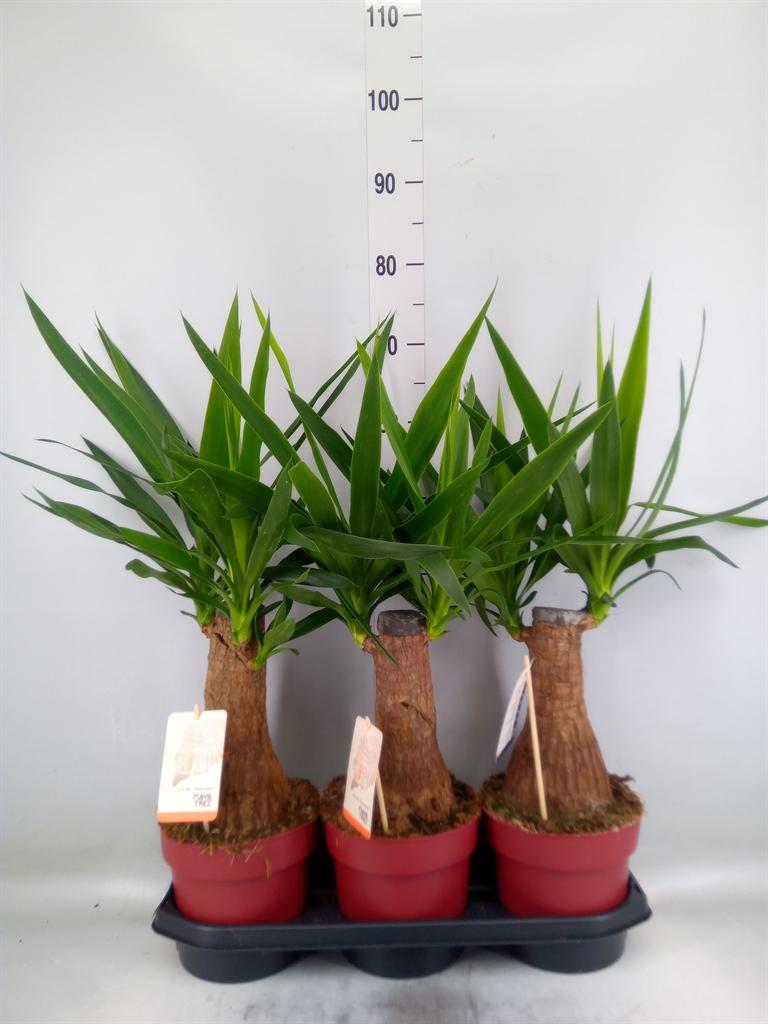 Горшечные цветы и растения оптом Yucca Elephantipes   ... от 3шт из Голландии с доставкой по России