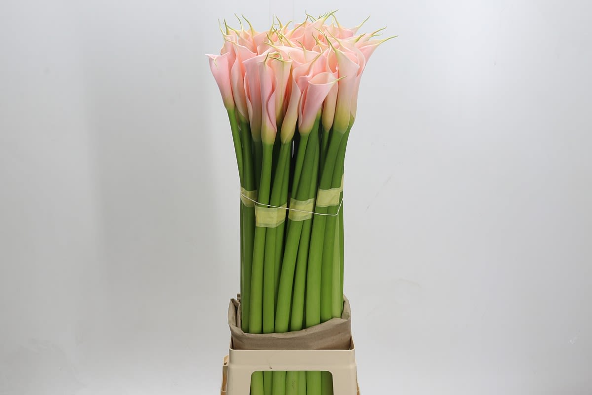 Срезанные цветы оптом Zantedeschia ae eydolls salmon от 50шт из Голландии с доставкой по России