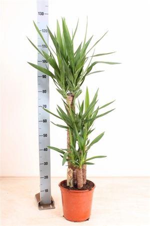 Горшечные цветы и растения оптом Yucca 75-45-20 Cm от 1шт из Голландии с доставкой по России