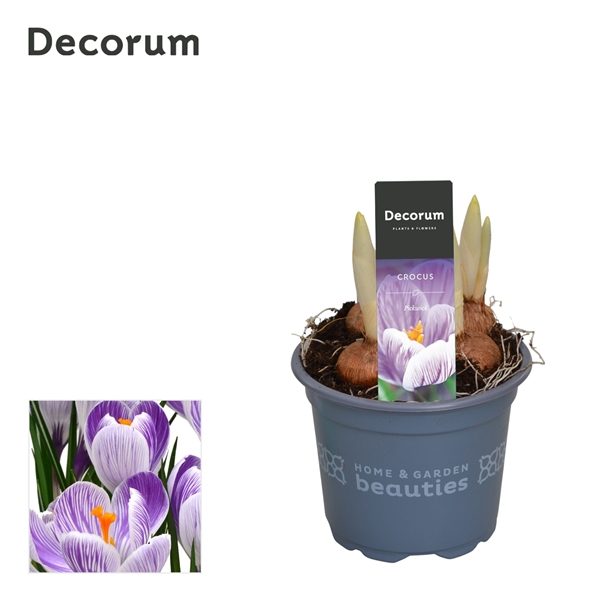 Горшечные цветы и растения оптом Crocus Pick Wick (decorum) от 18шт из Голландии с доставкой по России