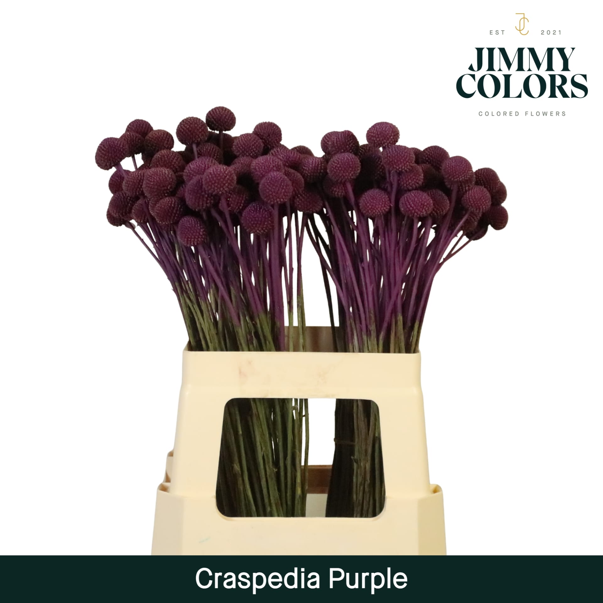 Срезанные цветы оптом Craspedia paint purple от 200шт из Голландии с доставкой по России