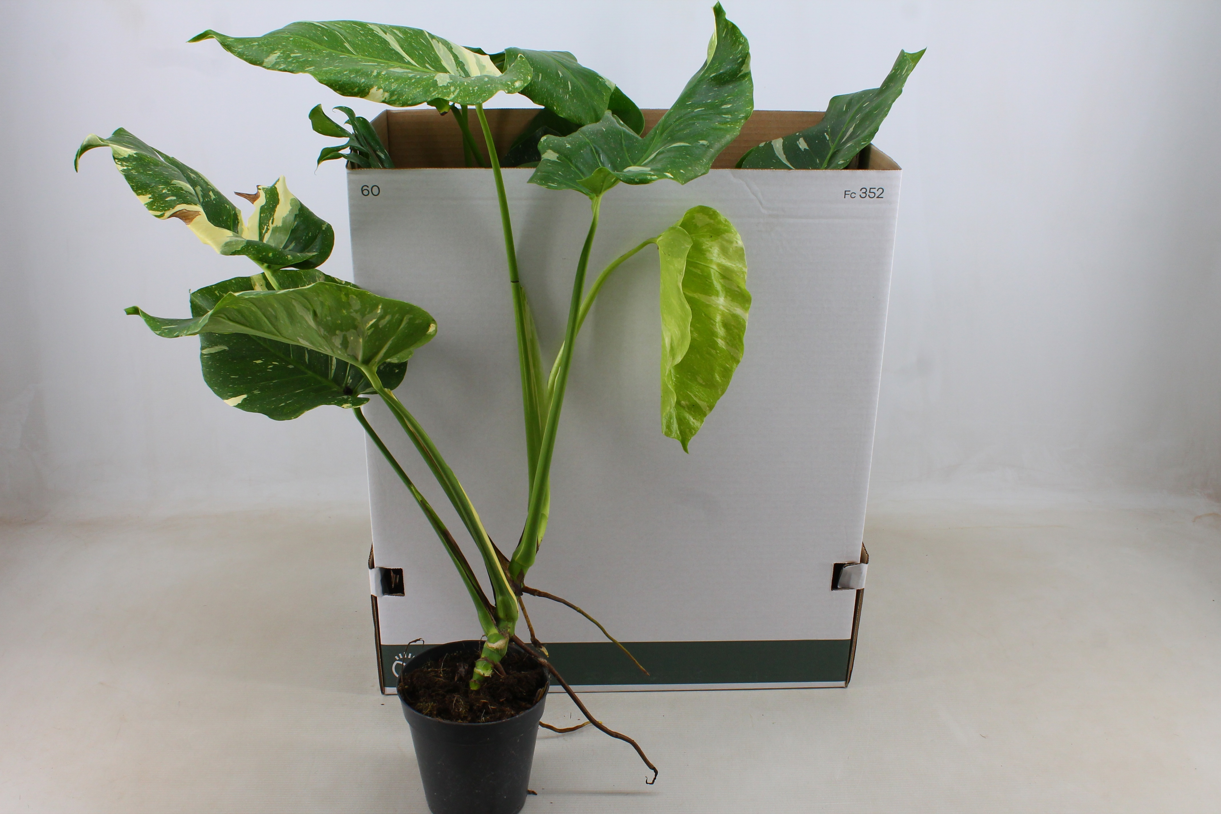 Горшечные цветы и растения оптом Monstera Del Thai Co от 5шт из Голландии с доставкой по России