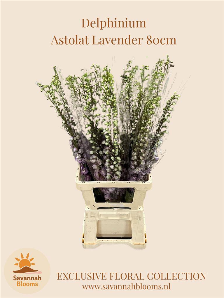 Срезанные цветы оптом Delphinium el magic fountains lavender от 25шт из Голландии с доставкой по России