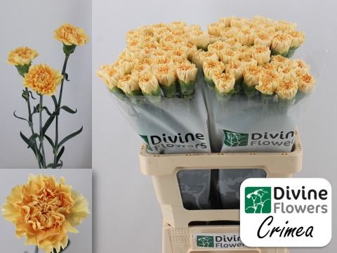 Срезанные цветы оптом Dianthus st crimea от 80шт из Голландии с доставкой по России