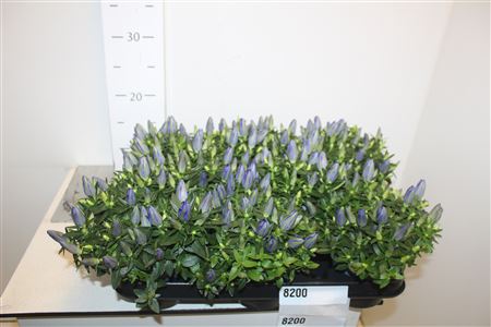 Горшечные цветы и растения оптом Gentiana Cultivars P10,5 Big Blue от 8шт из Голландии с доставкой по России