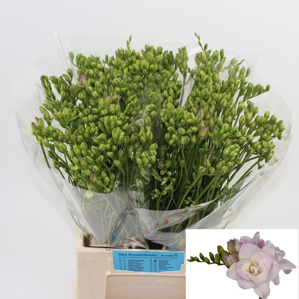 Срезанные цветы оптом Freesia do rosario от 150шт из Голландии с доставкой по России