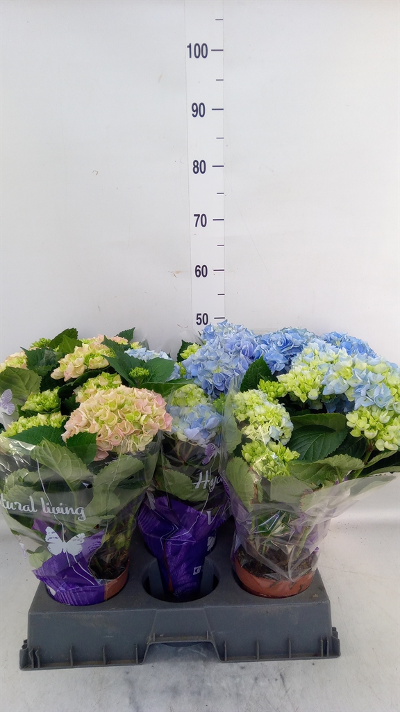 Горшечные цветы и растения оптом Hydrangea Mac.   ...mix от 5шт из Голландии с доставкой по России
