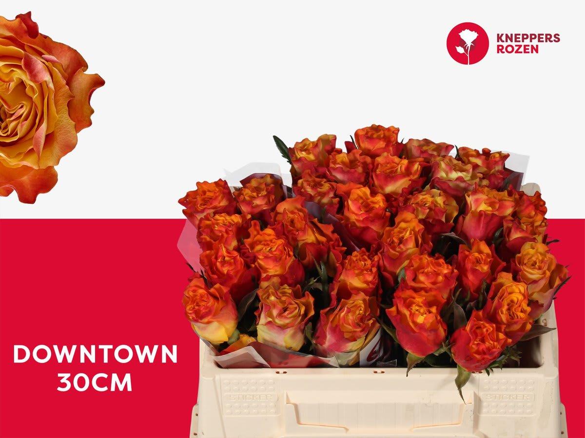Срезанные цветы оптом Rosa large downtown от 30шт из Голландии с доставкой по России