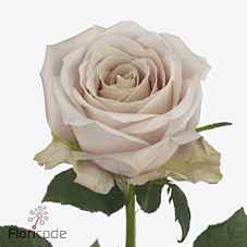 Срезанные цветы оптом Rosa la la vida loca от 60шт из Голландии с доставкой по России