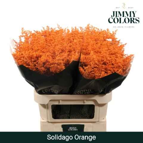 Срезанные цветы оптом Solidago paint orange от 25шт из Голландии с доставкой по России