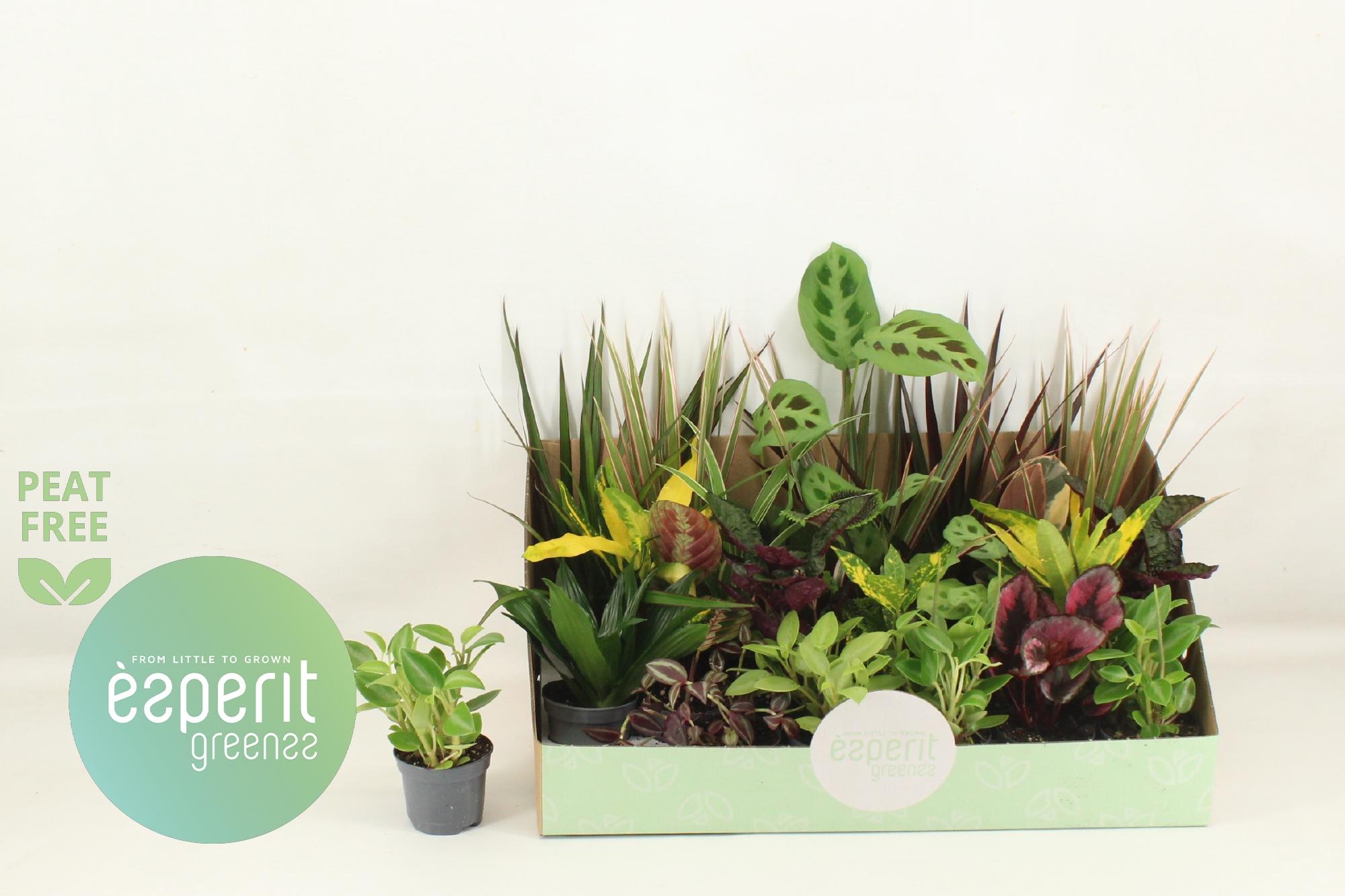 Горшечные цветы и растения оптом Kamerpl Gem Ov от 24шт (для телеги) из Голландии с доставкой по России