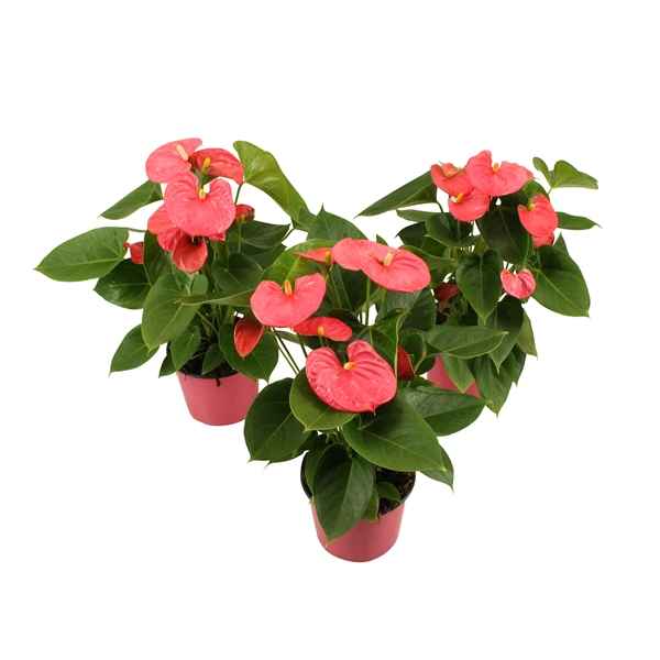 Горшечные цветы и растения оптом Anth An Arisa Pink 5+ от 8шт из Голландии с доставкой по России