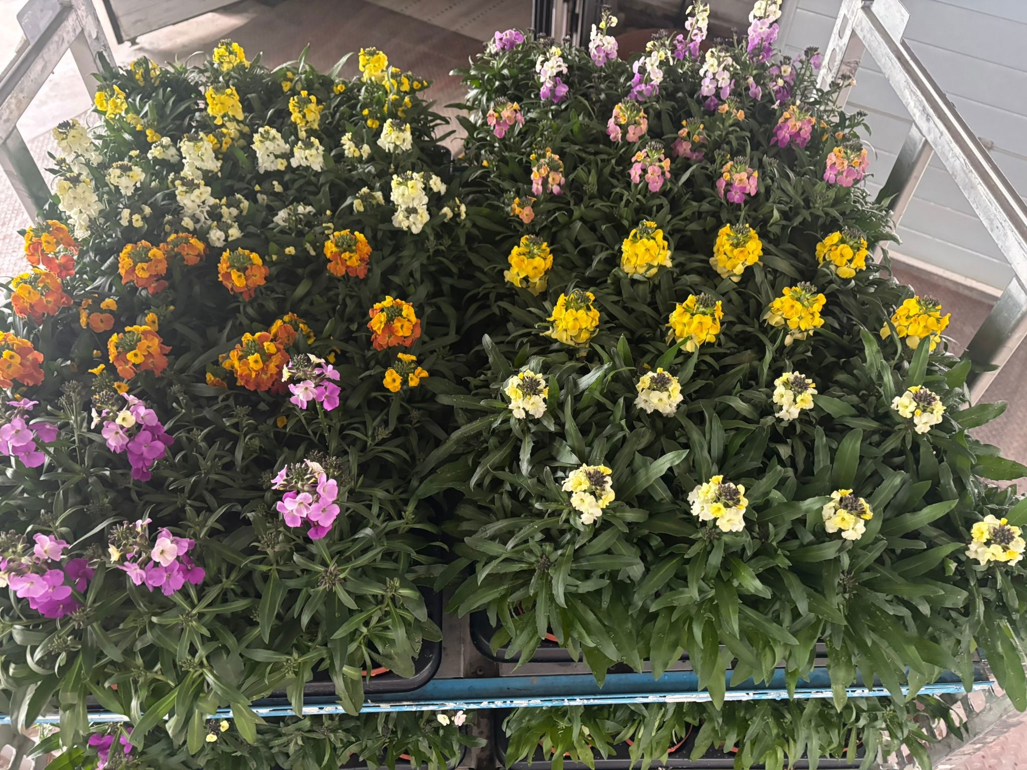 Горшечные цветы и растения оптом Erys Gem от 8шт из Голландии с доставкой по России