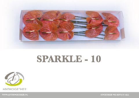 Срезанные цветы оптом Anthurium sparkle от 10шт из Голландии с доставкой по России