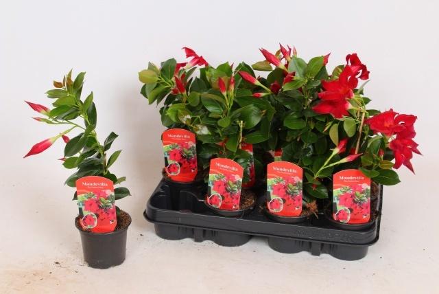 Горшечные цветы и растения оптом Mande Rio Petite Red от 12шт (для телеги) из Голландии с доставкой по России