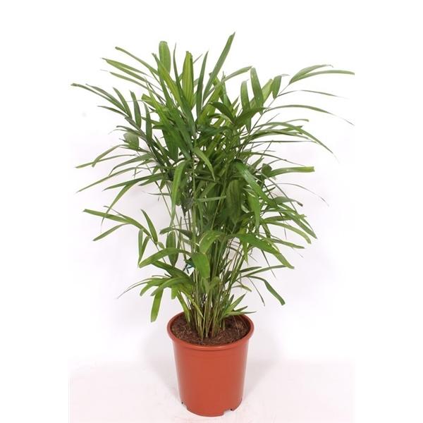 Горшечные цветы и растения оптом Pthychosperma Macarthurii от 1шт из Голландии с доставкой по России