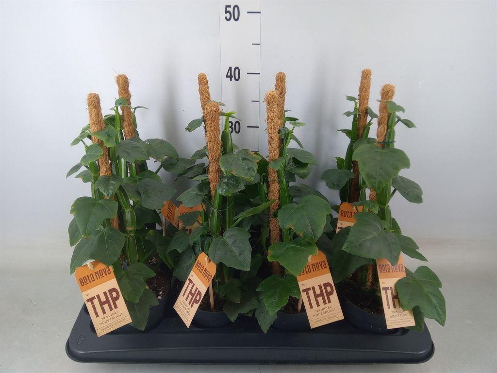 Горшечные цветы и растения оптом Cissus   ... от 8шт из Голландии с доставкой по России