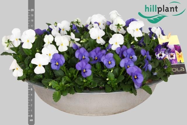 Горшечные цветы и растения оптом Vio Co Em Mm Athene от 1шт из Голландии с доставкой по России