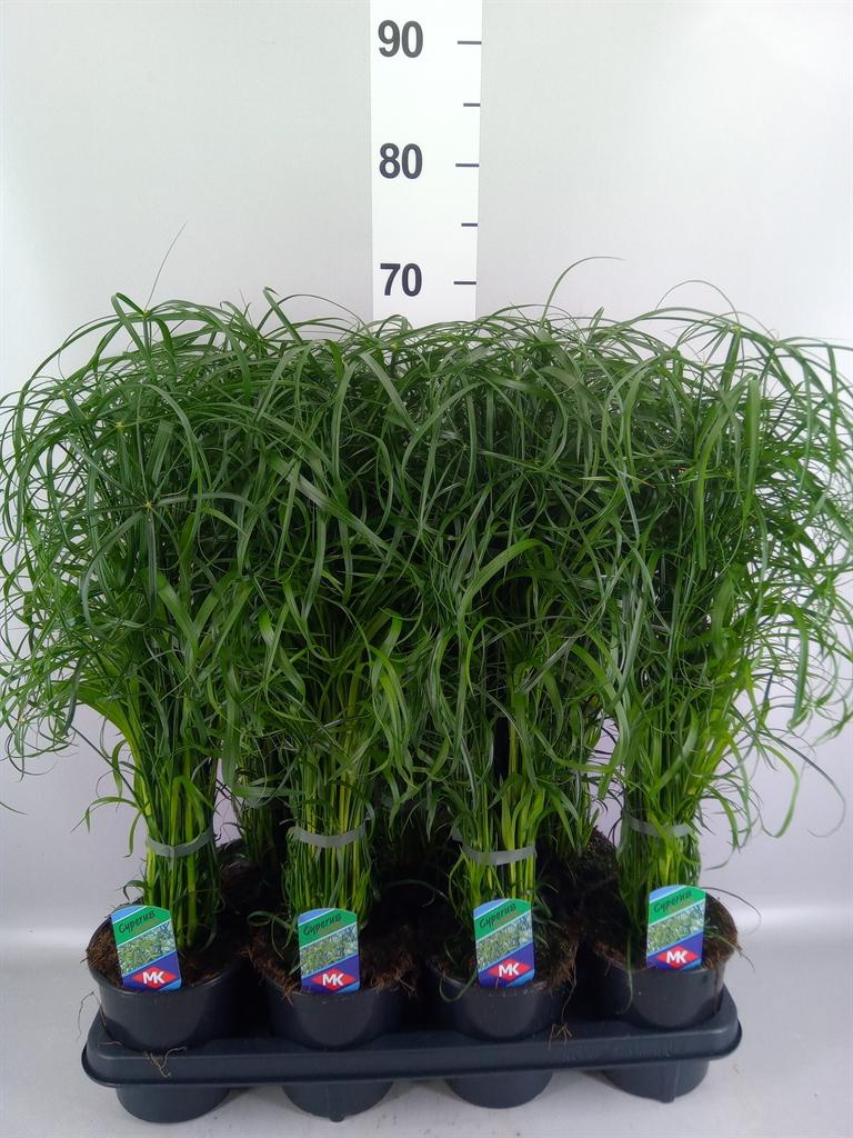 Горшечные цветы и растения оптом Cyperus Alternifolius от 7шт из Голландии с доставкой по России