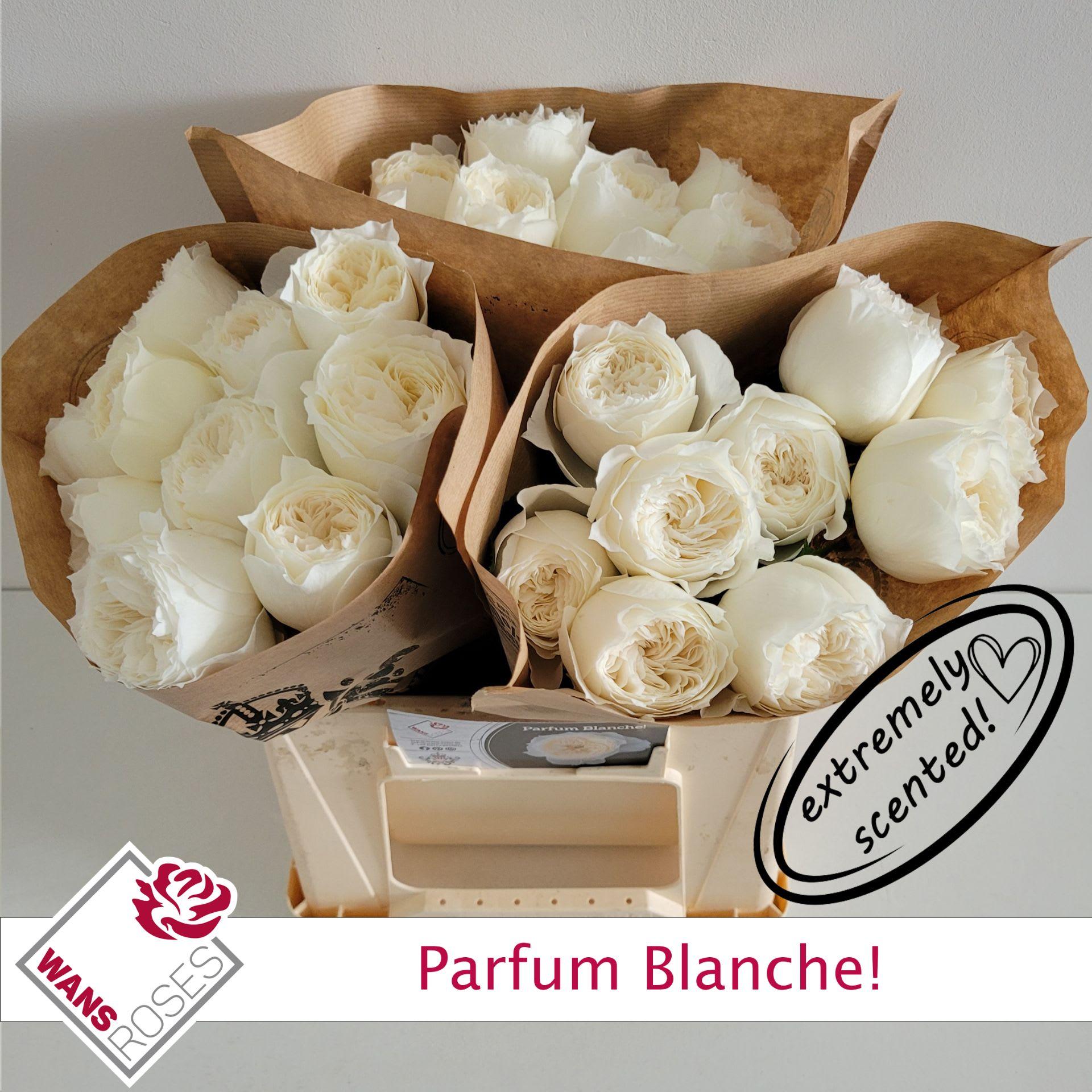 Срезанные цветы оптом Rosa garden parfum blanche! от 30шт из Голландии с доставкой по России