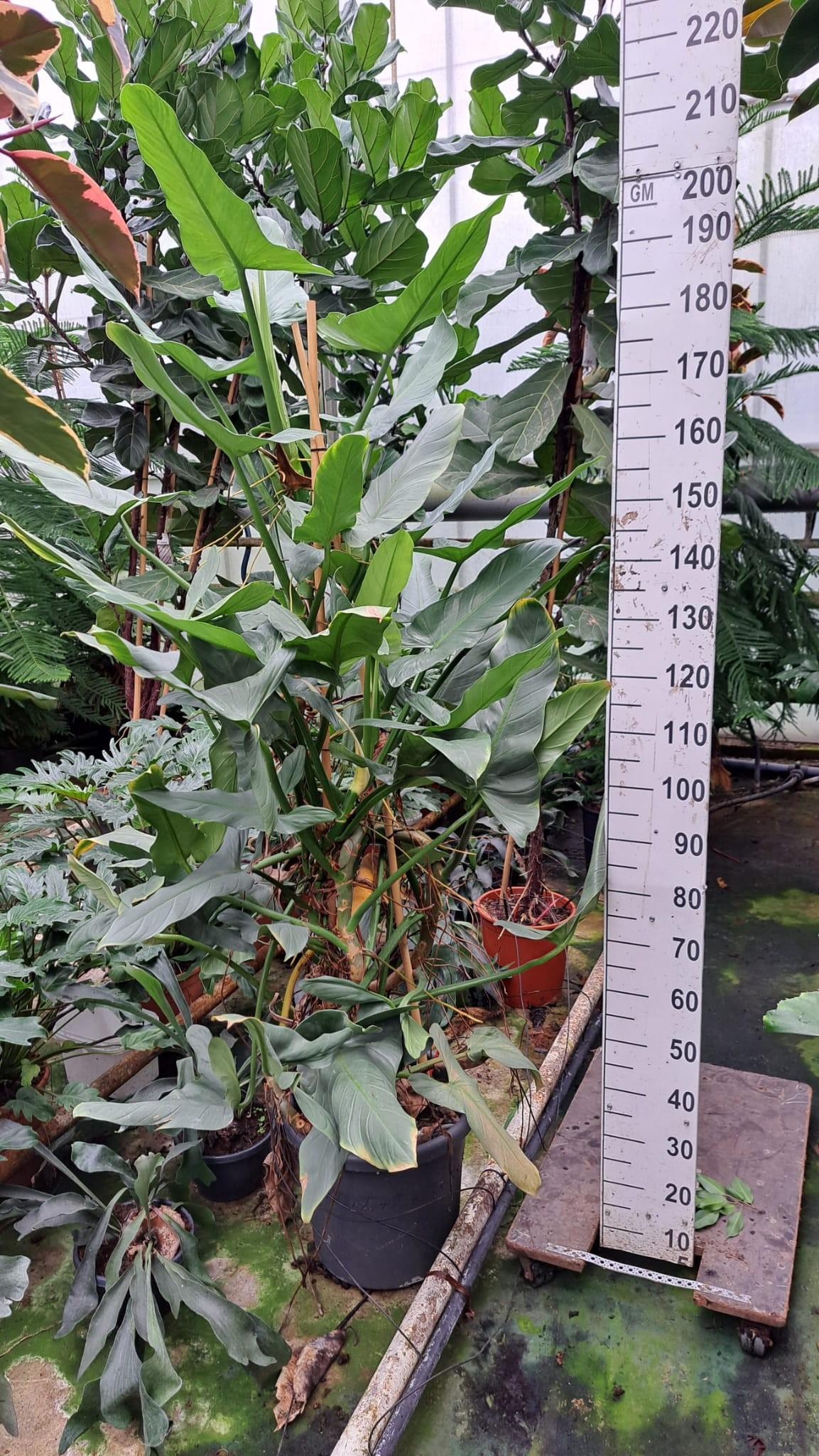 Горшечные цветы и растения оптом Philodendron Hastatum Xxl от 1шт из Голландии с доставкой по России