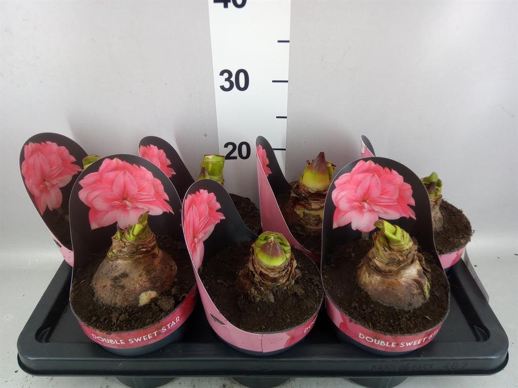 Горшечные цветы и растения оптом Hippeastrum Dg dbl Sweet Star от 7шт из Голландии с доставкой по России