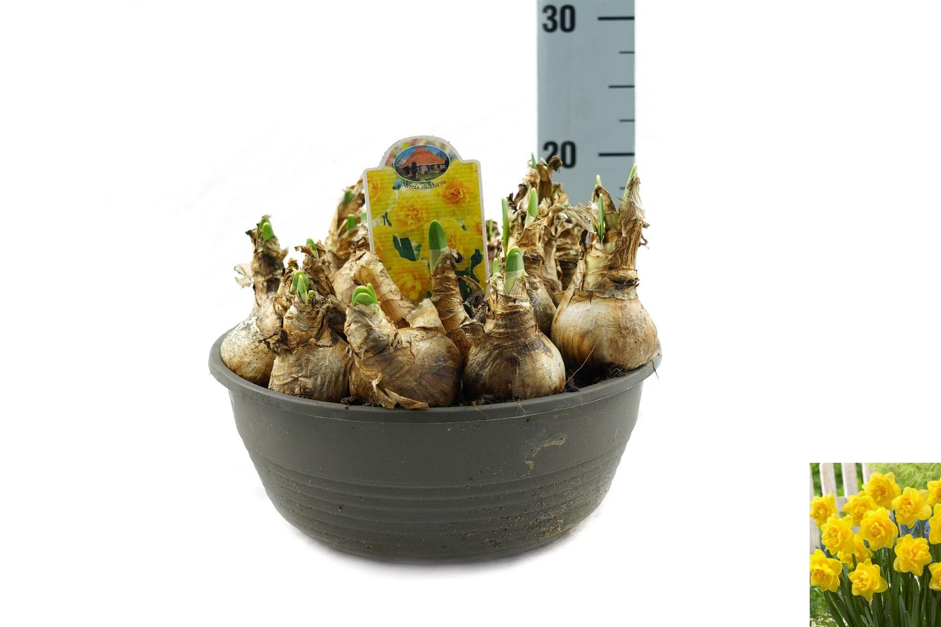 Горшечные цветы и растения оптом Narcissus   ... от 1шт из Голландии с доставкой по России