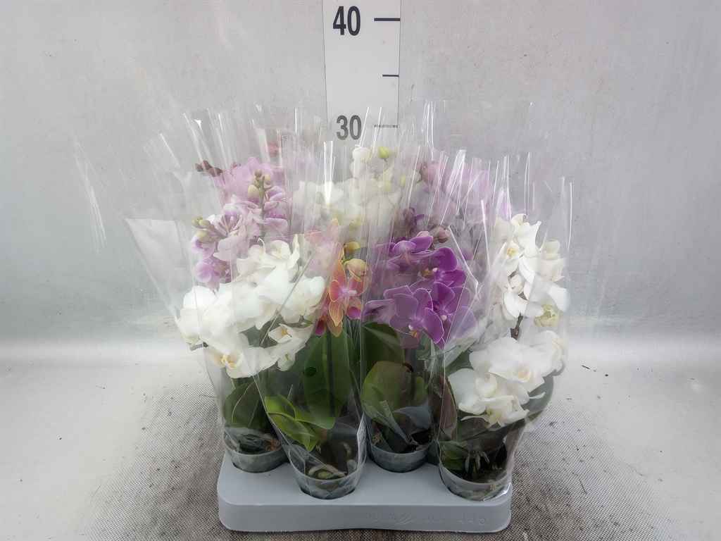 Горшечные цветы и растения оптом Phalaenopsis Multi.   ...mix от 12шт из Голландии с доставкой по России