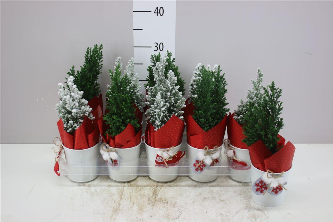 Горшечные цветы и растения оптом Chamaecyparis La Ellwoodii Snow Green Zink Potcove от 10шт из Голландии с доставкой по России