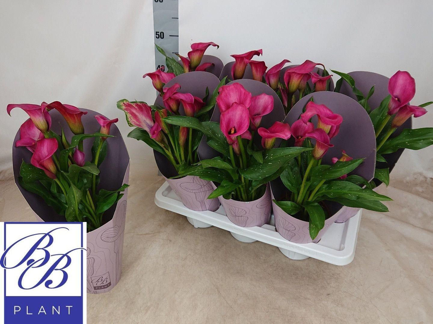 Горшечные цветы и растения оптом Zant Ov от 7шт из Голландии с доставкой по России