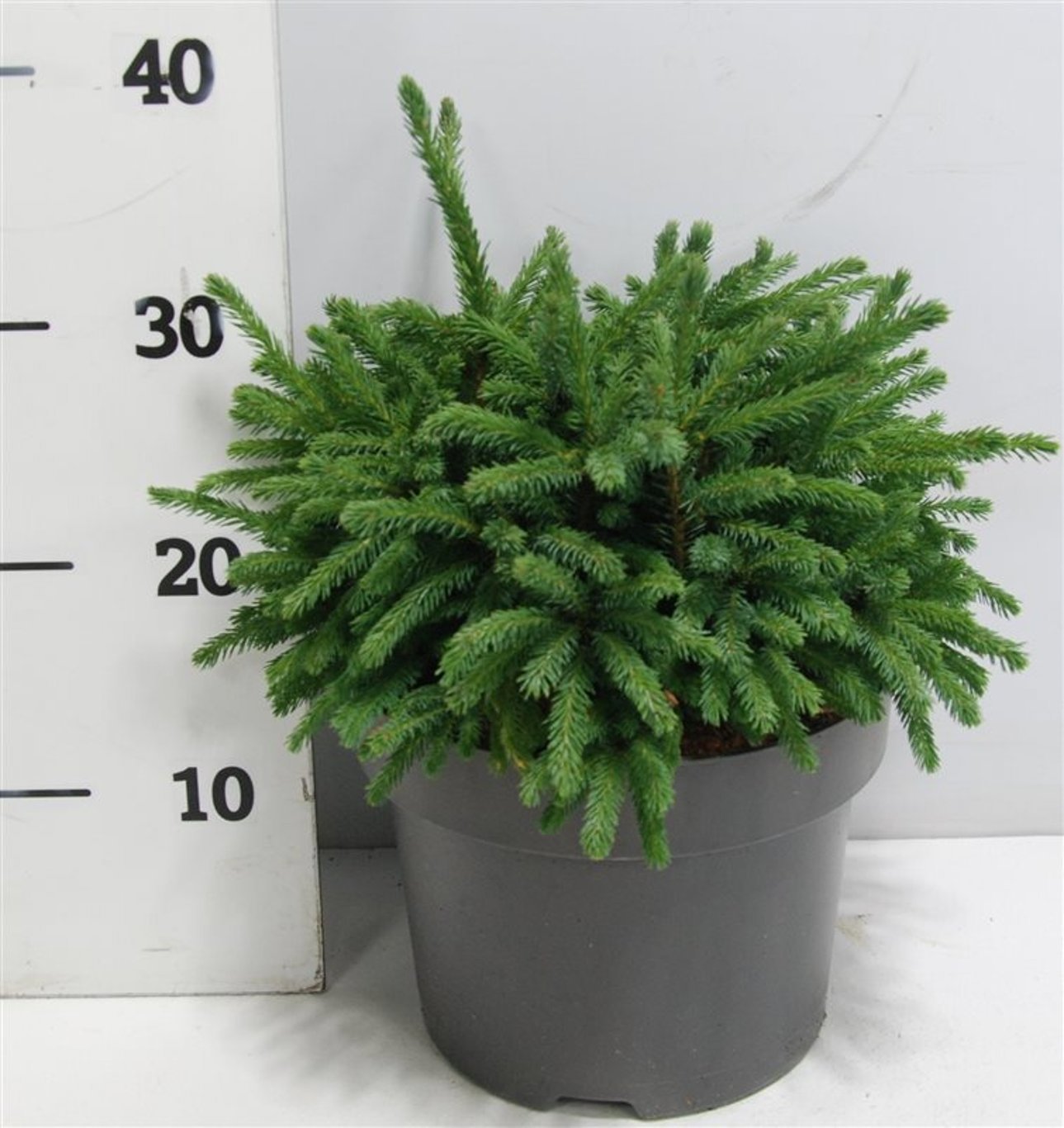 Горшечные цветы и растения оптом Picea Glauca Echiniformis от 1шт из Голландии с доставкой по России