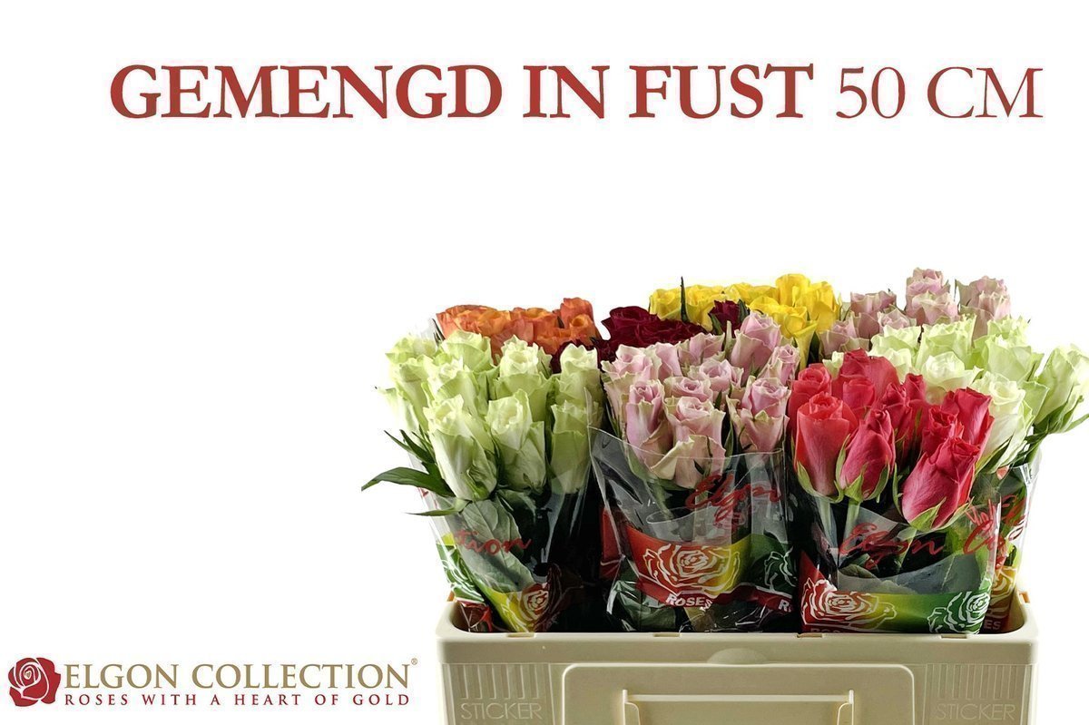 Срезанные цветы оптом Rosa large mix in bucket от 60шт. из Голландии с доставкой по России